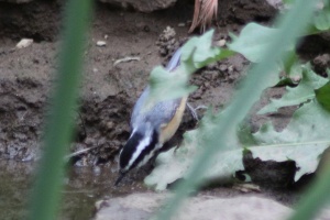 4 Red-breasted Nuthatch bird 114
