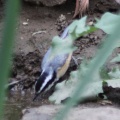 4 Red-breasted Nuthatch bird 114