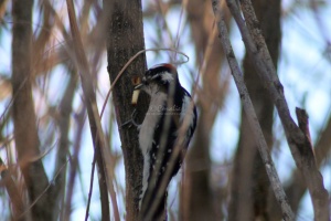 Downy Woodpecker bird 277