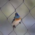 Lazuli_Bunting_bird_3650.jpg