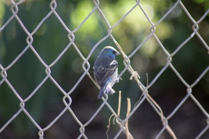 Lazuli Bunting bird 3783