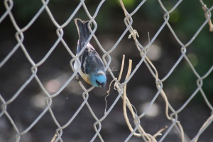 Lazuli Bunting bird 3991