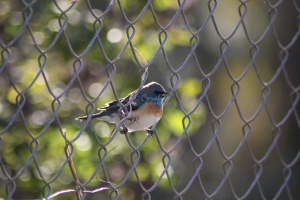 Lazuli Bunting bird 4221