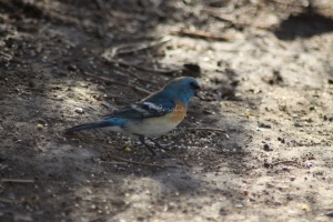 Lazuli Bunting bird 4236