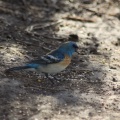 Lazuli Bunting bird 4236