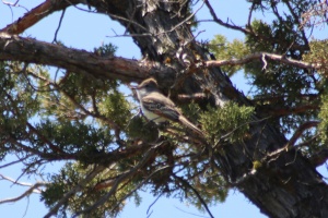 Olive-sided Flycatcher bird singing 595