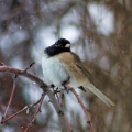 Oregon Junko Bird waiting out the snow 212