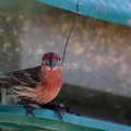 Red House Finch Bird 009