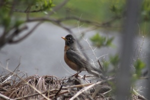 Robin Bird 1750