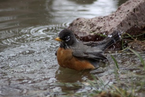 Robin Bird Taking Bath 1535