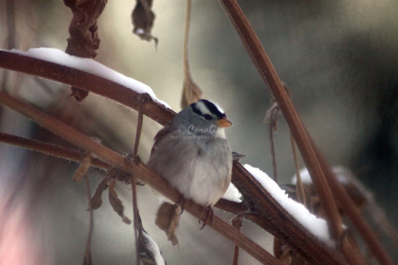 White-Crowned_Sparrow_bird_020.jpg