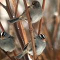 White and Golden Crowned Sparrow birds 006