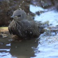 baby bird taking bath 674