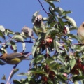 cedar waxwing bird in the apple tree 375