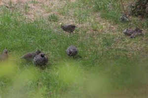 quail birds T38A1332
