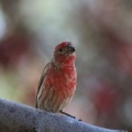 red finch bird 194