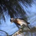 robin bird in blue 133