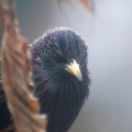 starling bird 052