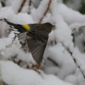 yellow_rumped_warbler_bird_in_snow_367.jpg