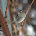 young white crowned sparrow bird 022