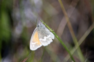 Butterfly 040