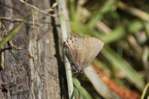 Butterfly 309
