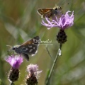 Common Checkered-Skipper Pyrgus communis butterfly 1536