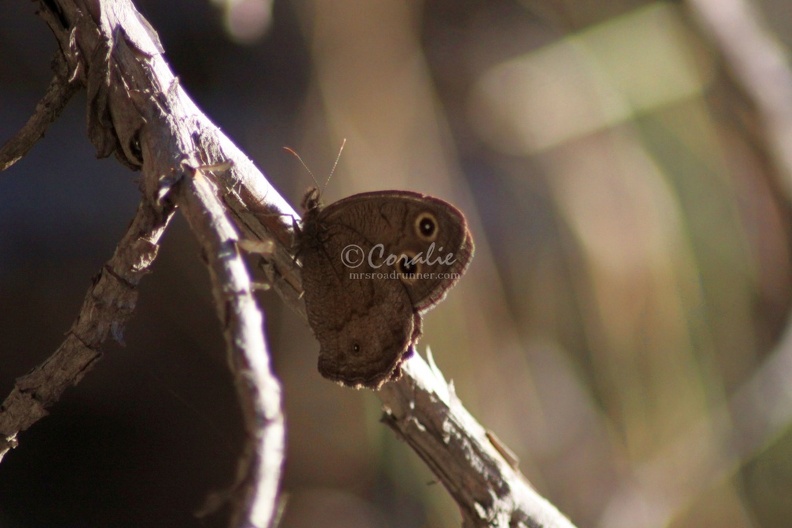Common_Wood-nymph_butterfly_046.jpg