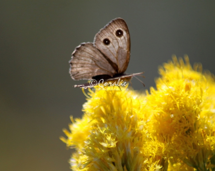 Common_Wood-nymph_butterfly_2990.jpg