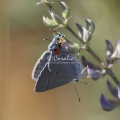 Gray Hairstreak Butterfly Strymon melinus 1941