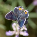 Gray Hairstreak Butterfly Strymon melinus 2390