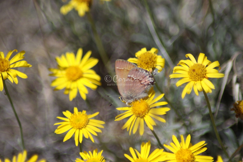 Jefferson_County_Oregon_Wild_Flowers_and_Small_Butterfly_455.jpg