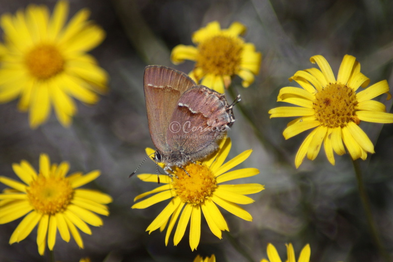 Jefferson_County_Oregon_Wild_Flowers_and_Small_Butterfly_502.jpg