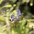Karner Blue Butterfly Melissa blue butterfly 227
