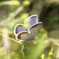 Karner Blue Butterfly Melissa blue butterfly 237