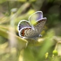 Karner Blue Butterfly Melissa blue butterfly 2422