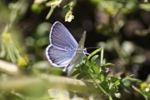 Karner Blue Butterfly Melissa blue butterfly 288