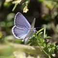 Karner Blue Butterfly Melissa blue butterfly 288