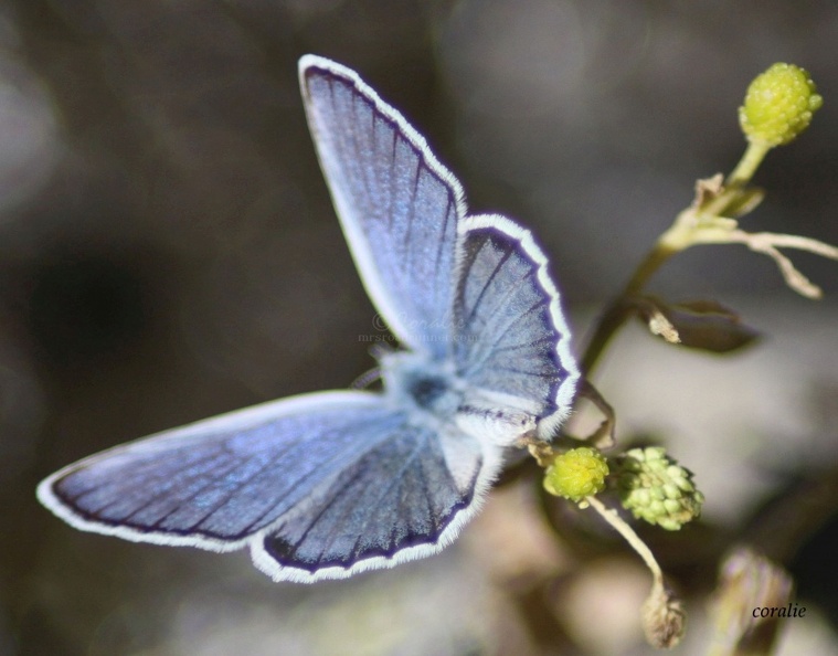 Karner_Blue_Butterfly_Melissa_blue_butterfly_3242.jpg