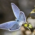 Karner Blue Butterfly Melissa blue butterfly 3242