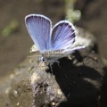 Karner Blue Butterfly Melissa blue butterfly 338