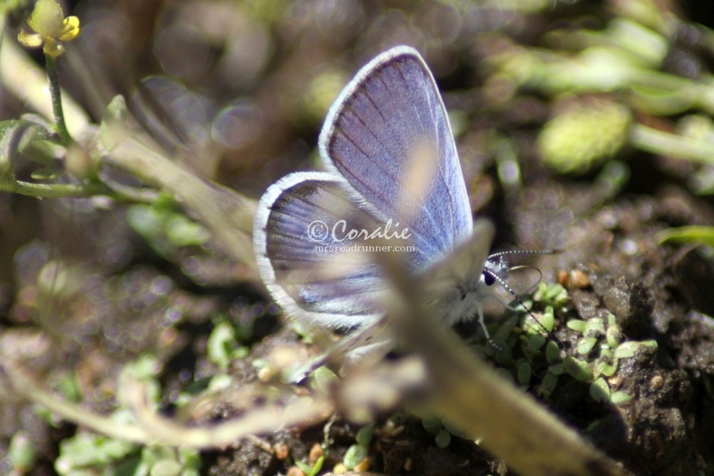 Karner_Blue_Butterfly_Melissa_blue_butterfly_421.jpg