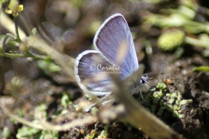 Karner Blue Butterfly Melissa blue butterfly 4212