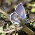 Karner Blue Butterfly Melissa blue butterfly 4212