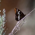 Lorquins Admiral Butterfly 170