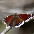 Mourning Cloak Butterfly 4032