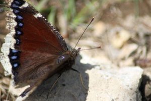 Mourning Cloak Butterfly 537