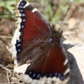 Mourning Cloak Butterfly 577