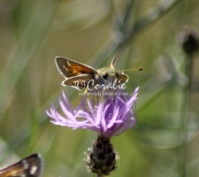 Pyrgus communis Checkered Skipper butterfly  1544