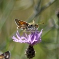 Pyrgus communis Checkered Skipper butterfly  1544